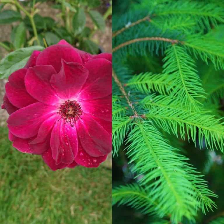 Will Roses Grow Successfully Under Pine Trees? Gardener Report