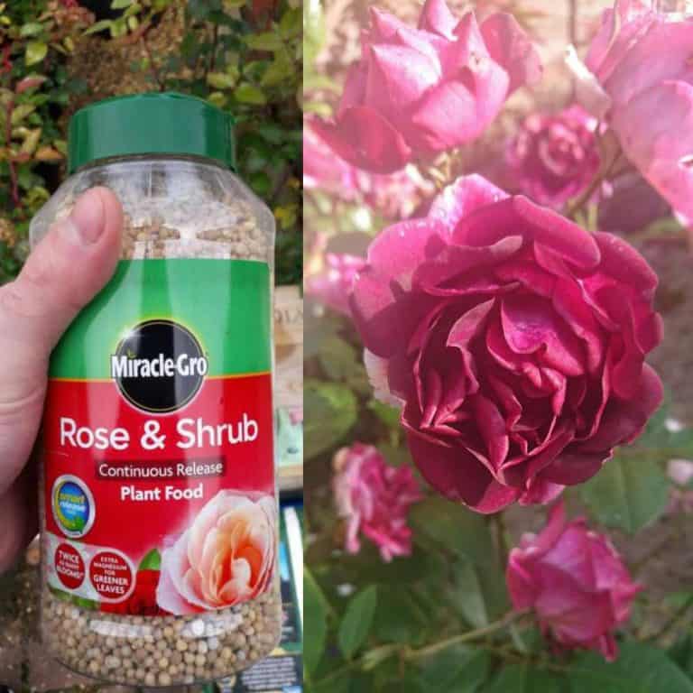 When to Fertilize Roses (The Definitive Guide) Gardener Report