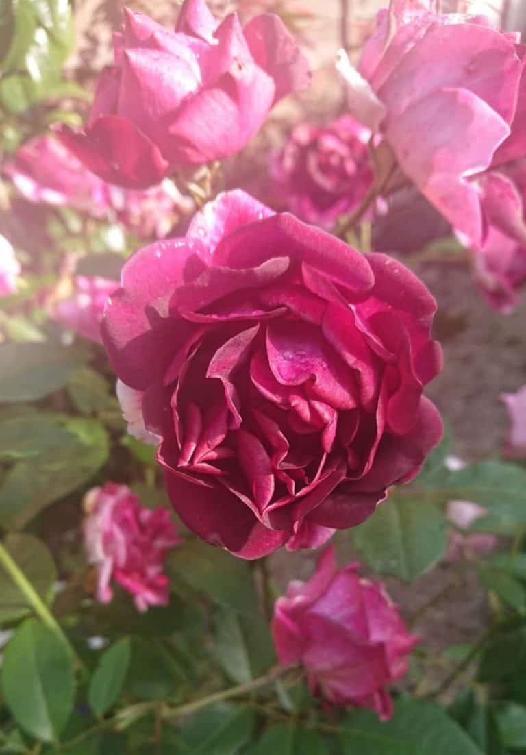 Why is My Rose Bush Drooping? (How to Save it) Gardener Report