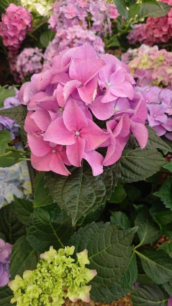 Will Hydrangeas Grow Under Pine Trees? Gardener Report
