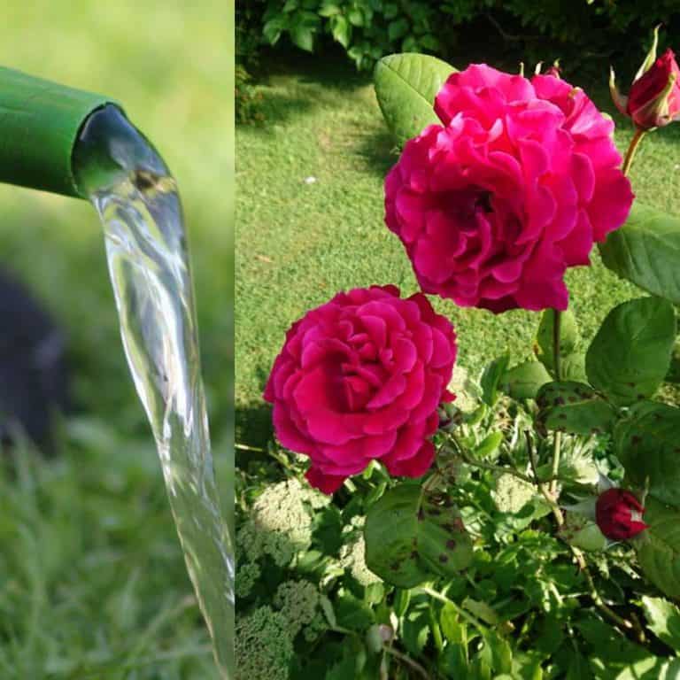 How Best to Water Roses (7 Useful Tips) Gardener Report