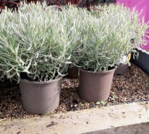 9 Reasons Why Your Lavender isn’t Blooming (And How to Solve it ...