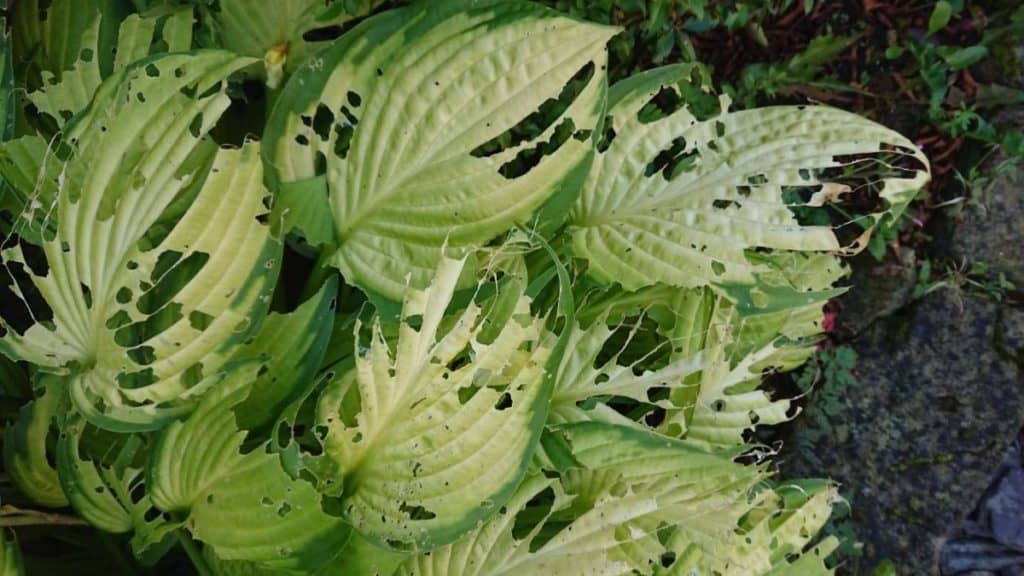 Stop Slugs Eating Hostas in Pots (3 Hacks That Actually Work