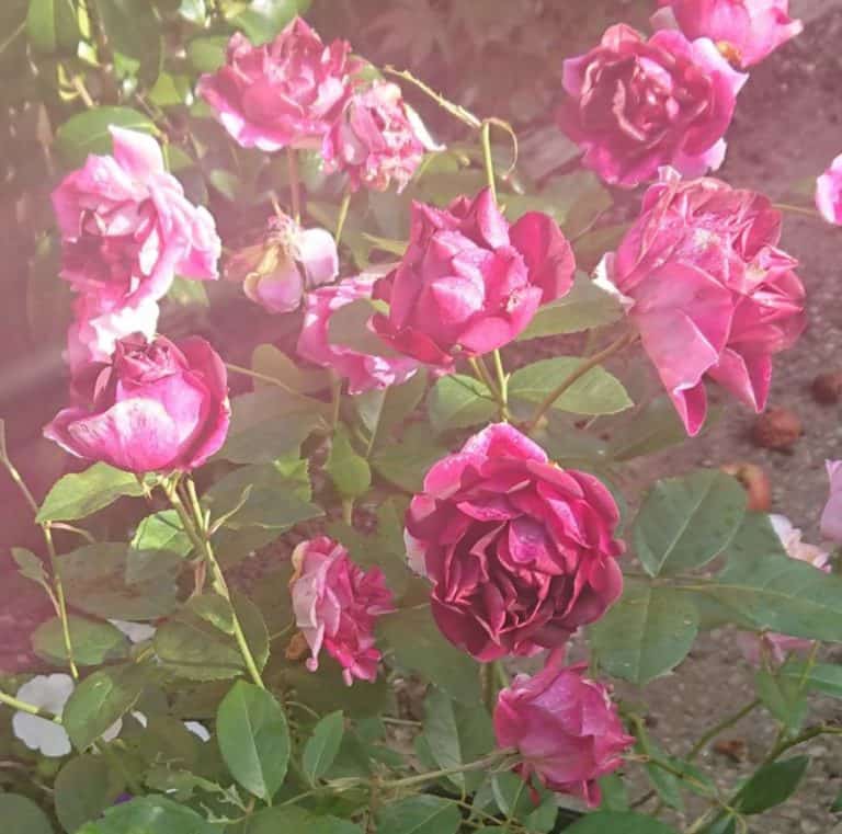 Will Roses Grow in Wet Soil? Gardener Report