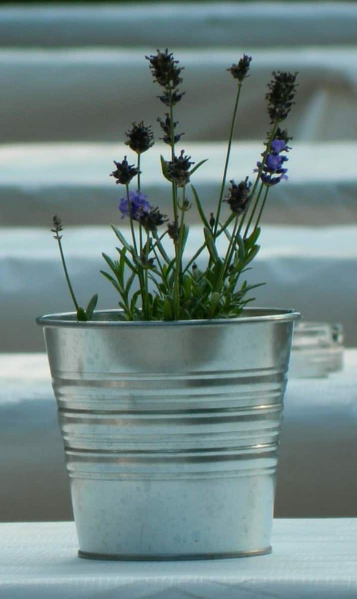 Choosing the Right Pot For Lavenders (With Examples) Gardener Report