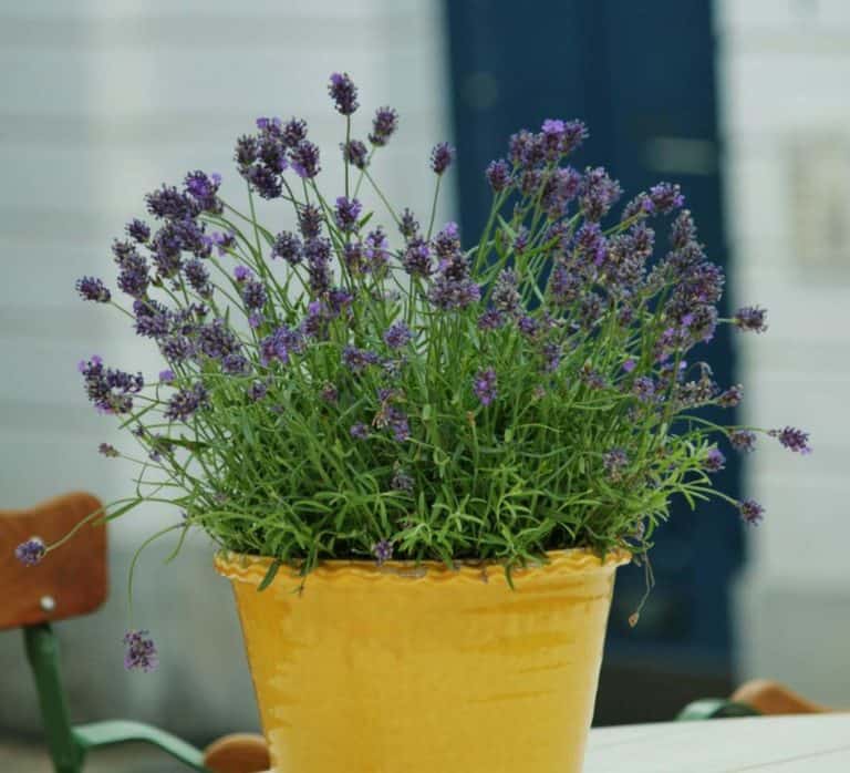 Lavender Care How to Grow Lavender in Pots and Containers Gardener