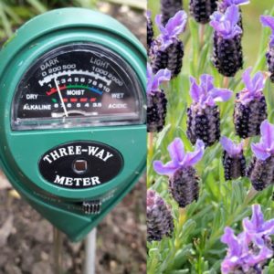 Will Lavender Grow in Acidic Soil? – Gardener Report