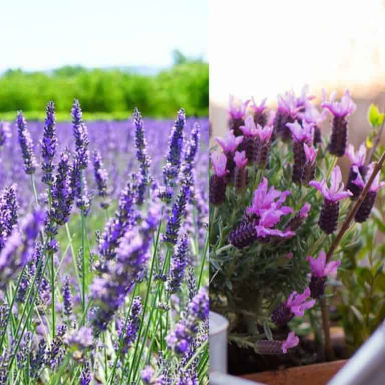 The Difference Between English and French Lavender Gardener Report