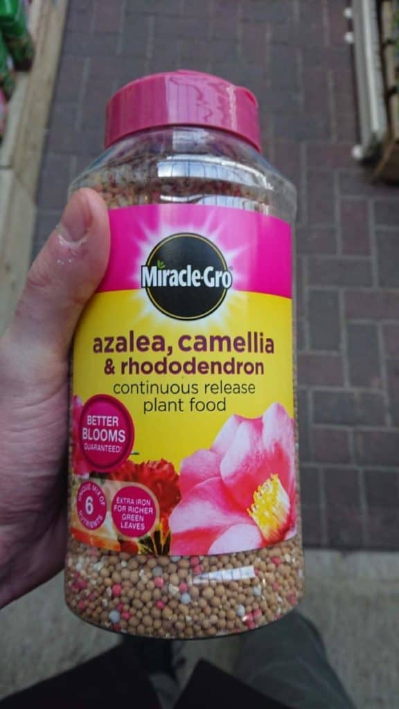 (7 Reasons) Why Your Camellia Isn’t Flowering Gardener Report