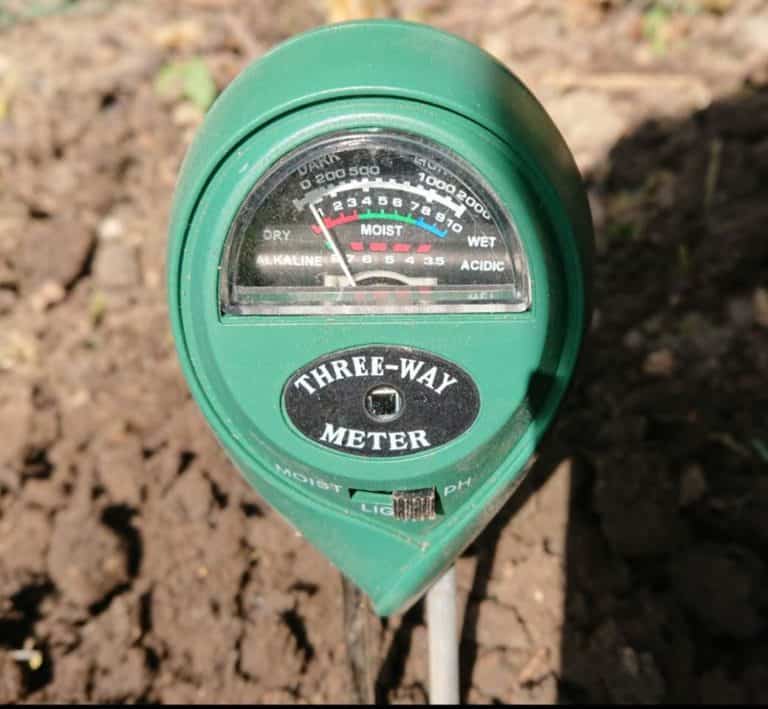 Can Roses Grow in Clay Soil? Gardener Report