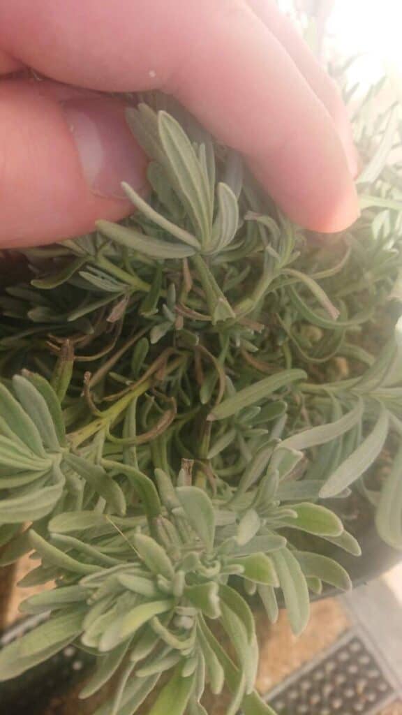 Why is My Lavender Turning Gray? (How to Solve it) Gardener Report