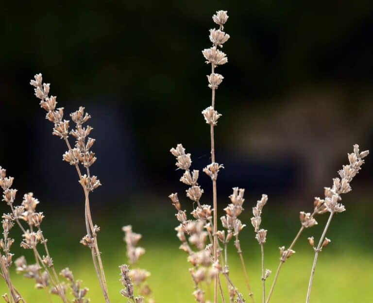 Why Are My Lavender Flowers Turning Brown? (3 Solutions) Gardener Report