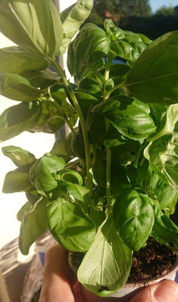 Basil Plant Leggy? (How to Revive it) Gardener Report