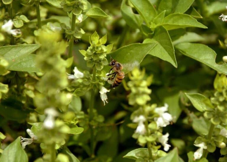 Why is My Basil Flowering? Gardener Report
