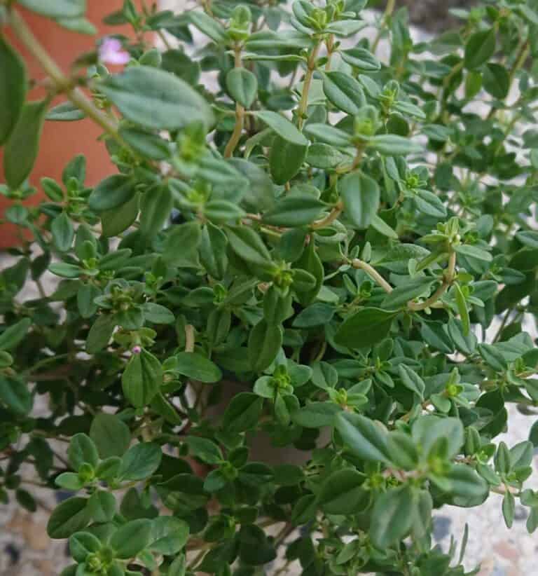 Thyme Plant Turning Brown? (How to Solve it) Gardener Report