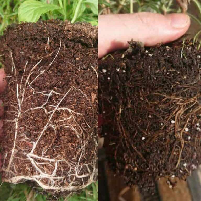 How to Revive a Dying Mint Plant Gardener Report