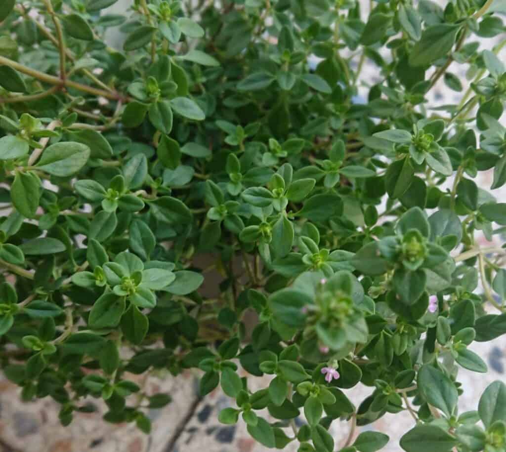 Thyme Plant Dying? (How to Revive it) Gardener Report