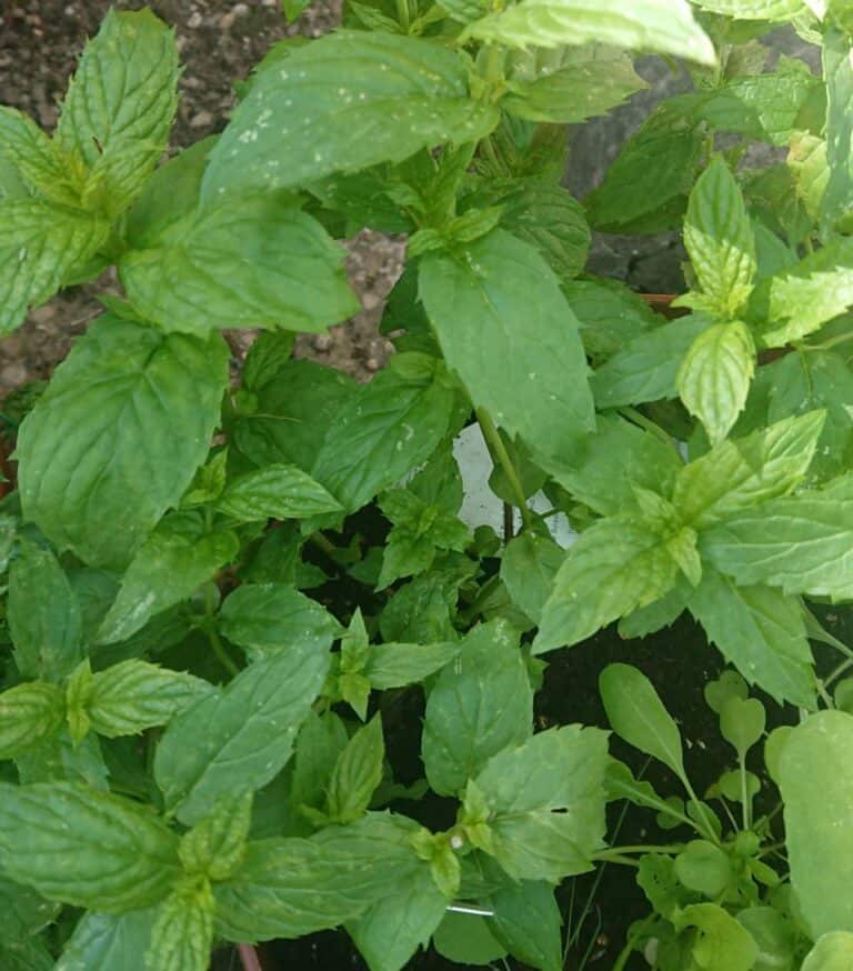 How to Water Mint Plants Gardener Report