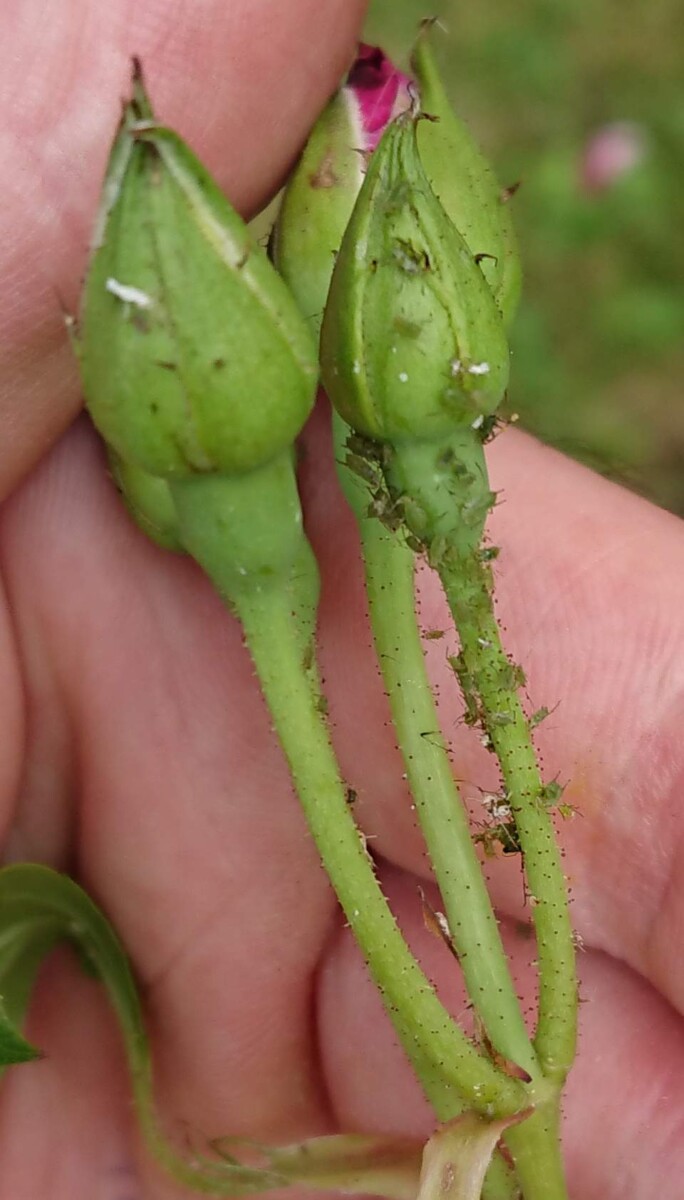 Roses Not Blooming? (6 Solutions That Actually Work) Gardener Report