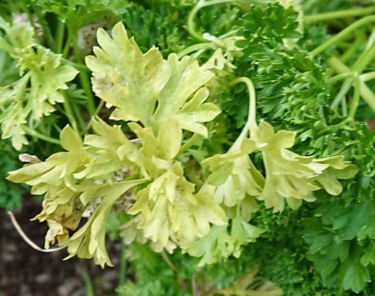 Why is My Parsley Drooping? (How to Save it) Gardener Report