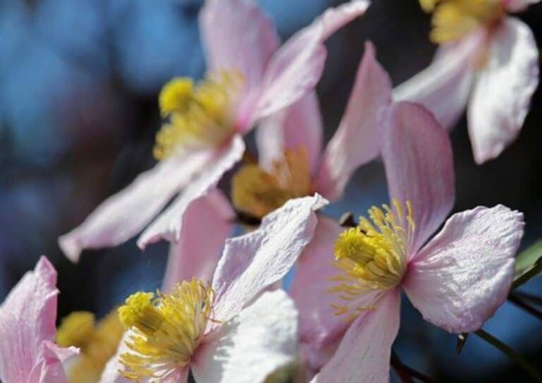 Why is My Clematis Not Blooming? (How to Solve it) Gardener Report