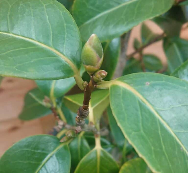 (7 Reasons) Why Your Camellia Isn’t Flowering Gardener Report