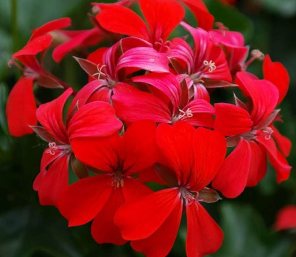 Why Are My Geraniums Not Blooming? (The Solution) Gardener Report