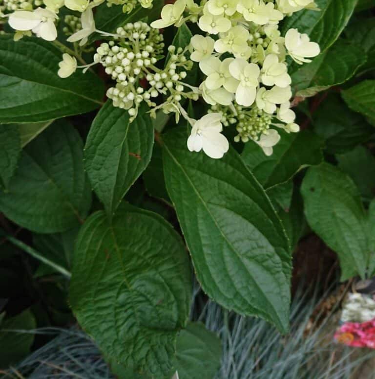 Why is My Hydrangea Drooping? (How to Save it) Gardener Report