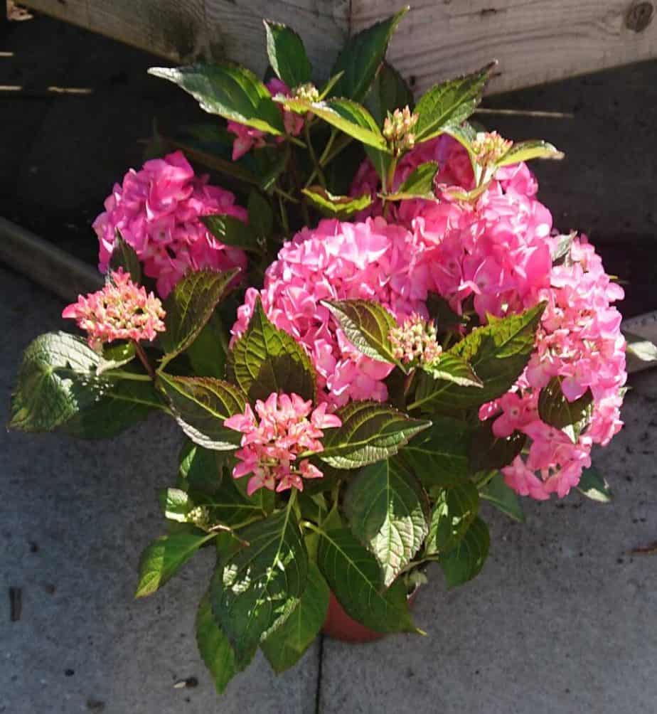 How to Revive a Dying Hydrangea Plant Gardener Report