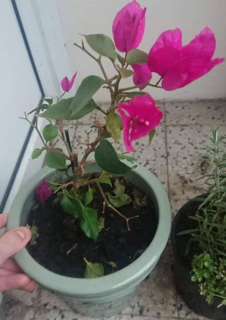 Why is My Bougainvillea Dying? Gardener Report