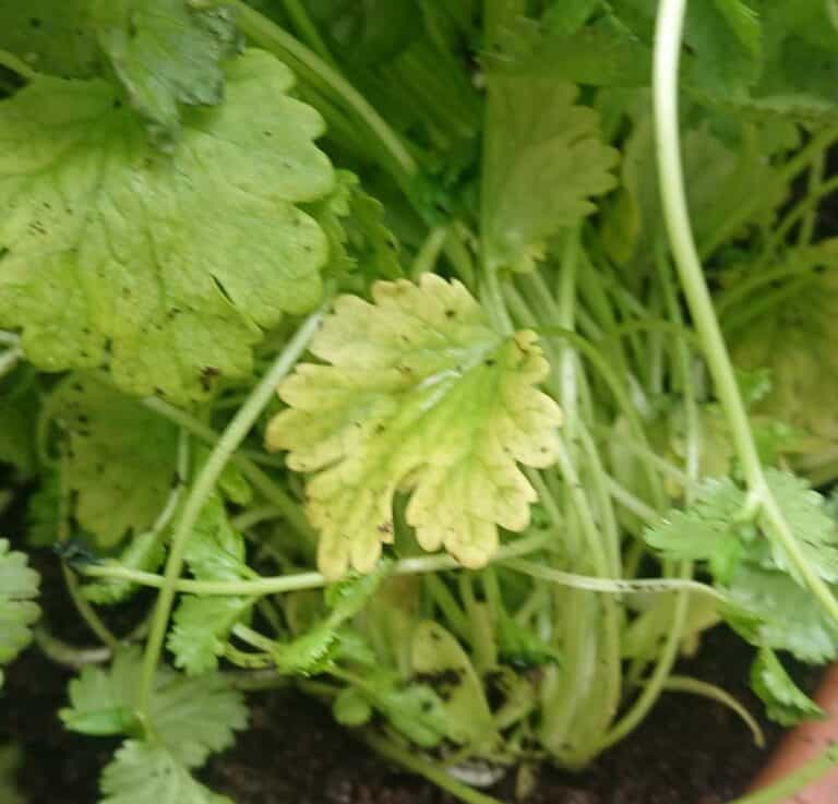 How to Revive a Dying Cilantro Plant Gardener Report
