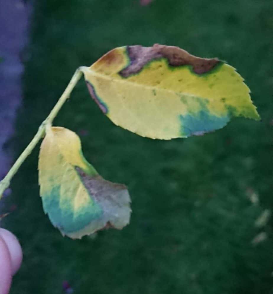 (9 Reasons) Why Rose Leaves Turn Yellow Gardener Report