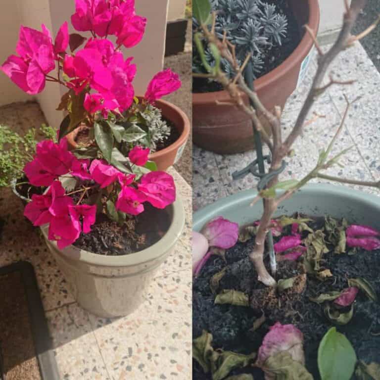 Bougainvillea Losing its Leaves? (How to Save it) Gardener Report