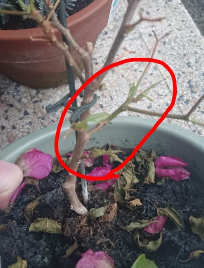 Bougainvillea Losing its Leaves? (How to Save it) Gardener Report