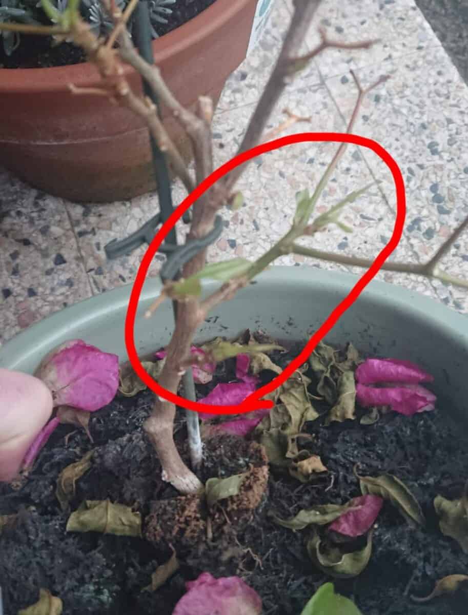 Bougainvillea Losing its Leaves? (How to Save it) Gardener Report