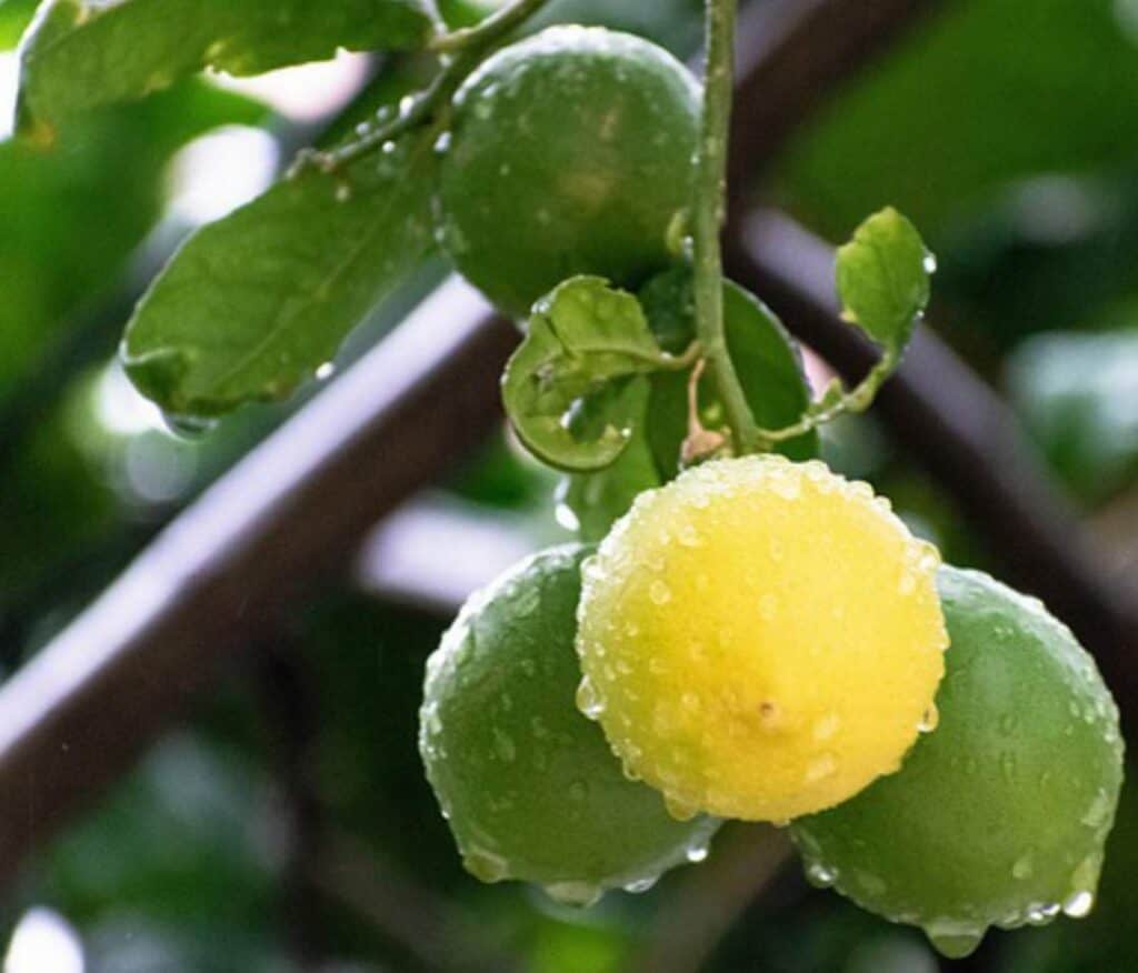 Lemon Tree Leaves Curling? (How to Revive Curling Leaves) Gardener Report