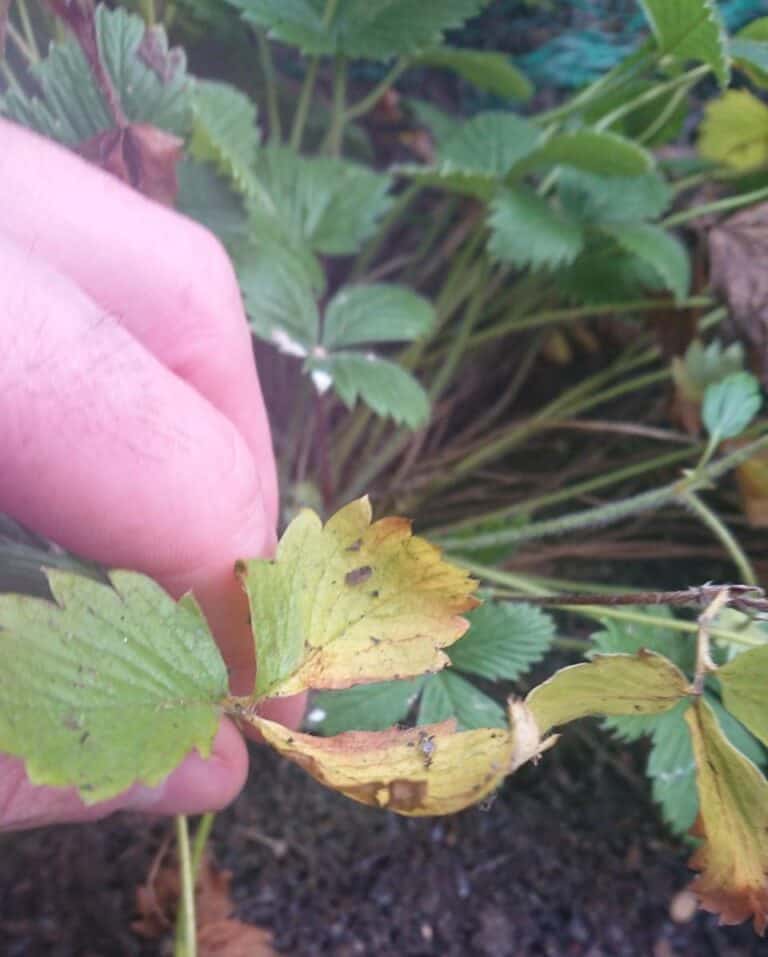 Why Are My Strawberry Plants Dying? Gardener Report