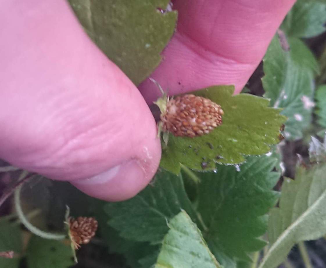 Why Are My Strawberry Plants Dying? Gardener Report