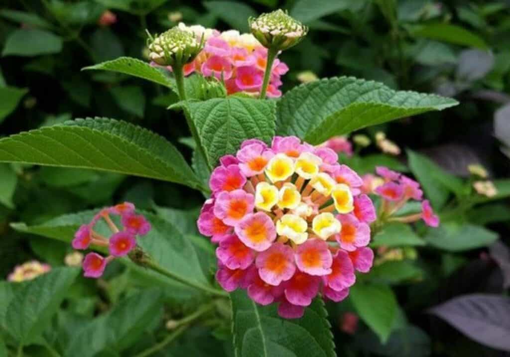 Why is My Lantana Not Blooming? (The Solution) Gardener Report