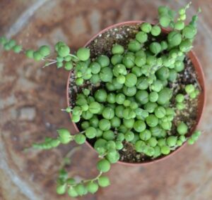 How to Revive a Dying String of Pearls Plant – Gardener Report