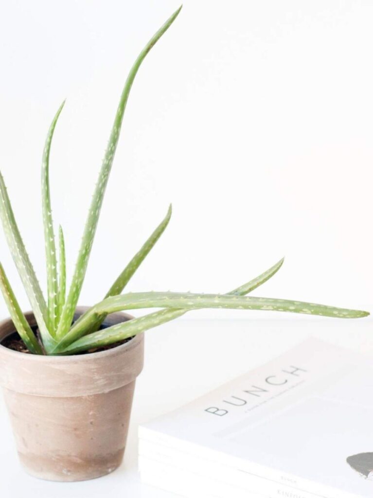 How to Revive a Dying Aloe Vera Plant Gardener Report