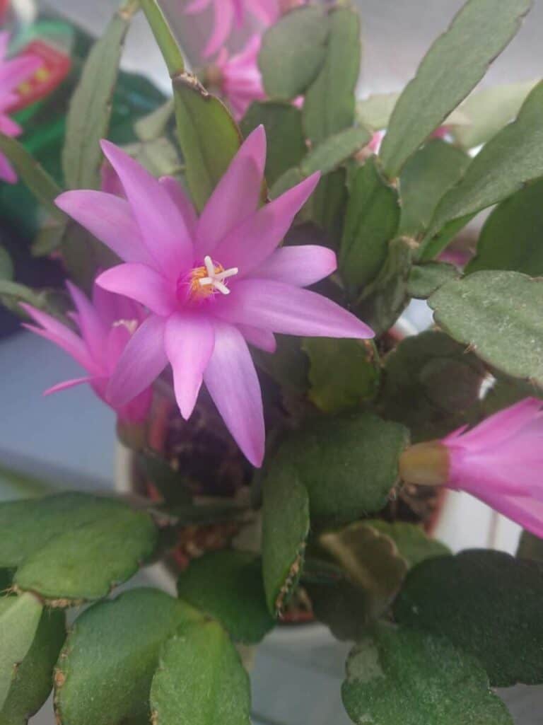 Why is My Christmas Cactus Wilting? Gardener Report