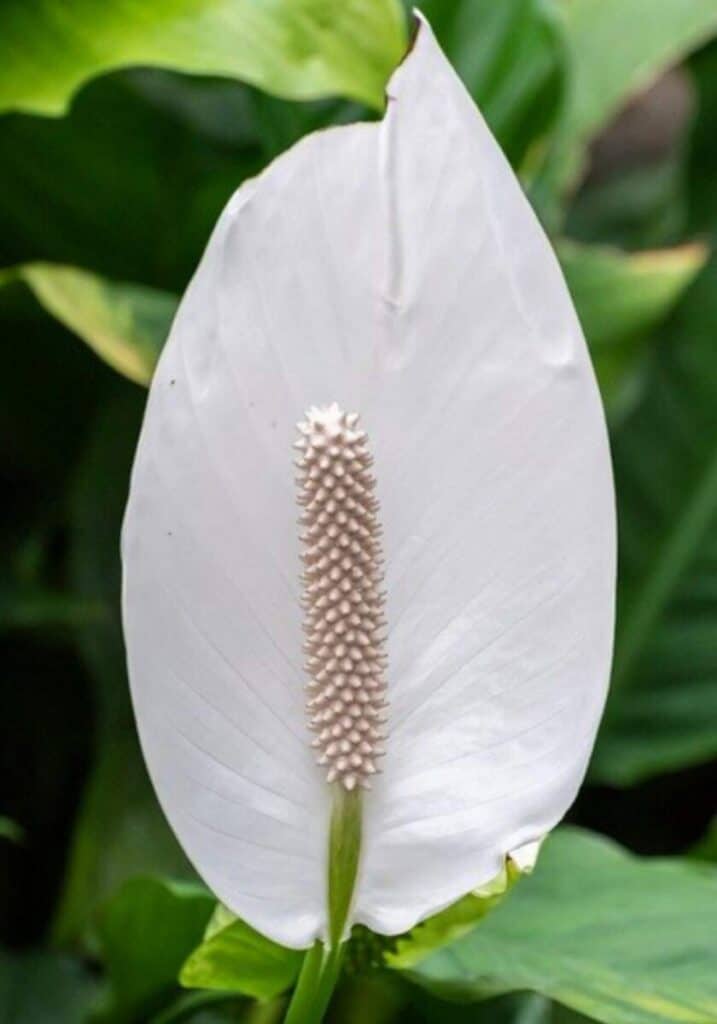 How to Revive a Dying Peace Lily Gardener Report