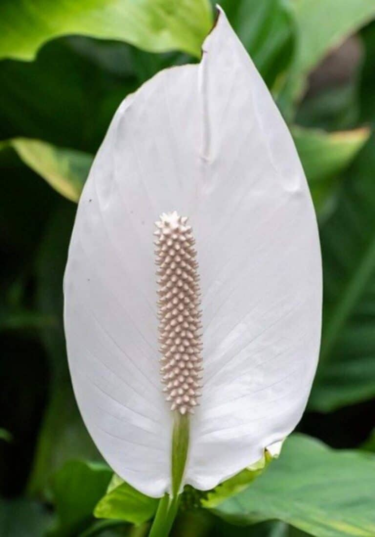 How to Revive a Dying Peace Lily Gardener Report