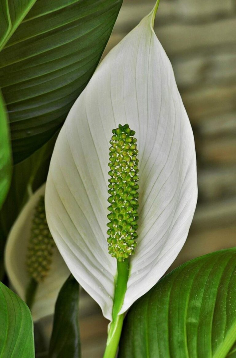 How Much and How Often to Water Peace Lilies Gardener Report