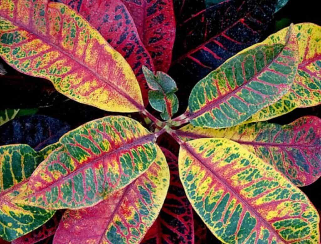 How to Revive A Dying Croton Plant Gardener Report
