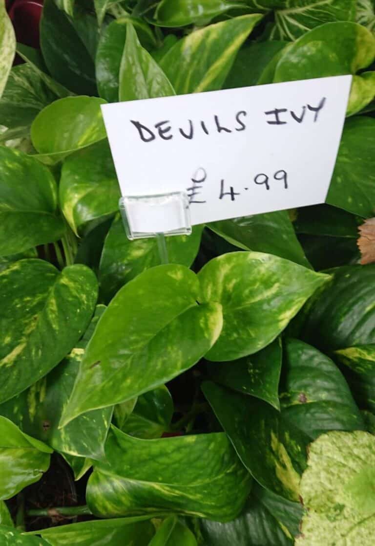 How Often to Water Pothos Plants Gardener Report