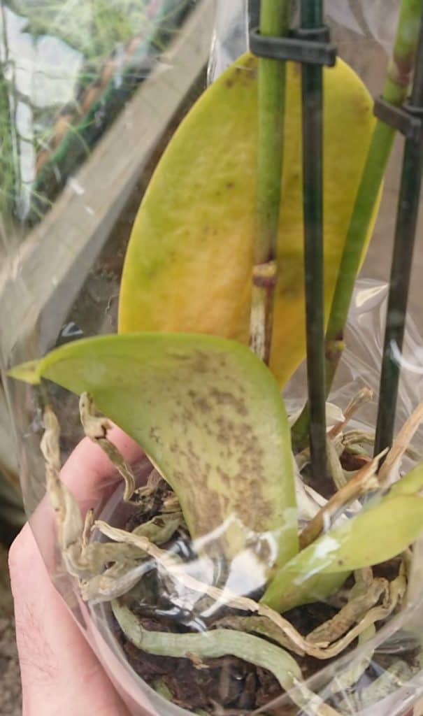 Why is My Orchid Dying? (8 Solutions That Actually Work) Gardener Report