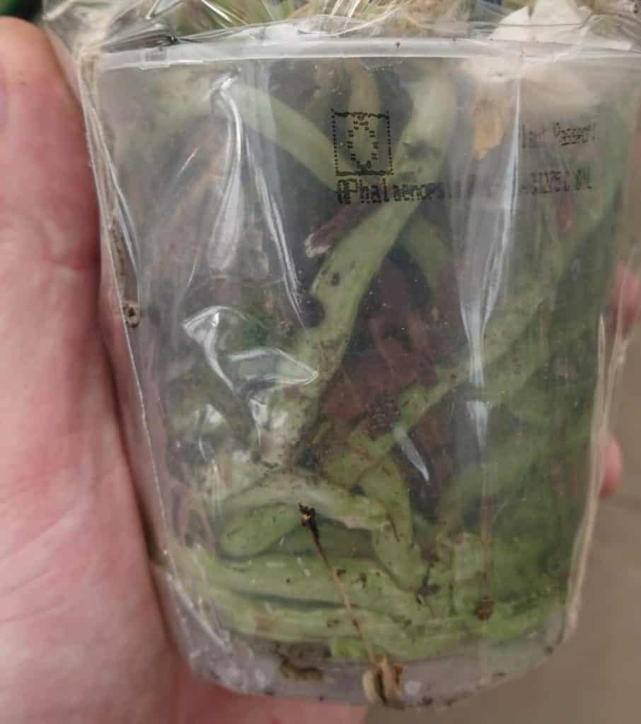 Healthy green orchid roots.