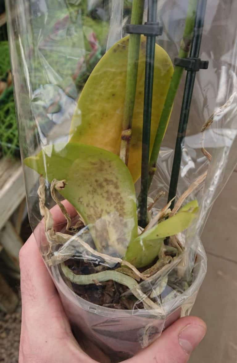 How to Revive a Dying Orchid Gardener Report